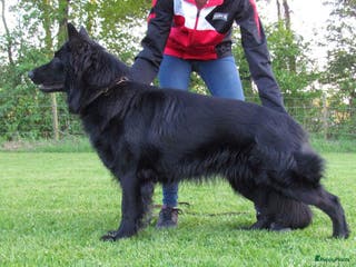 Duitse Herder honden Dekreu in Wekerom - Advertentie 1