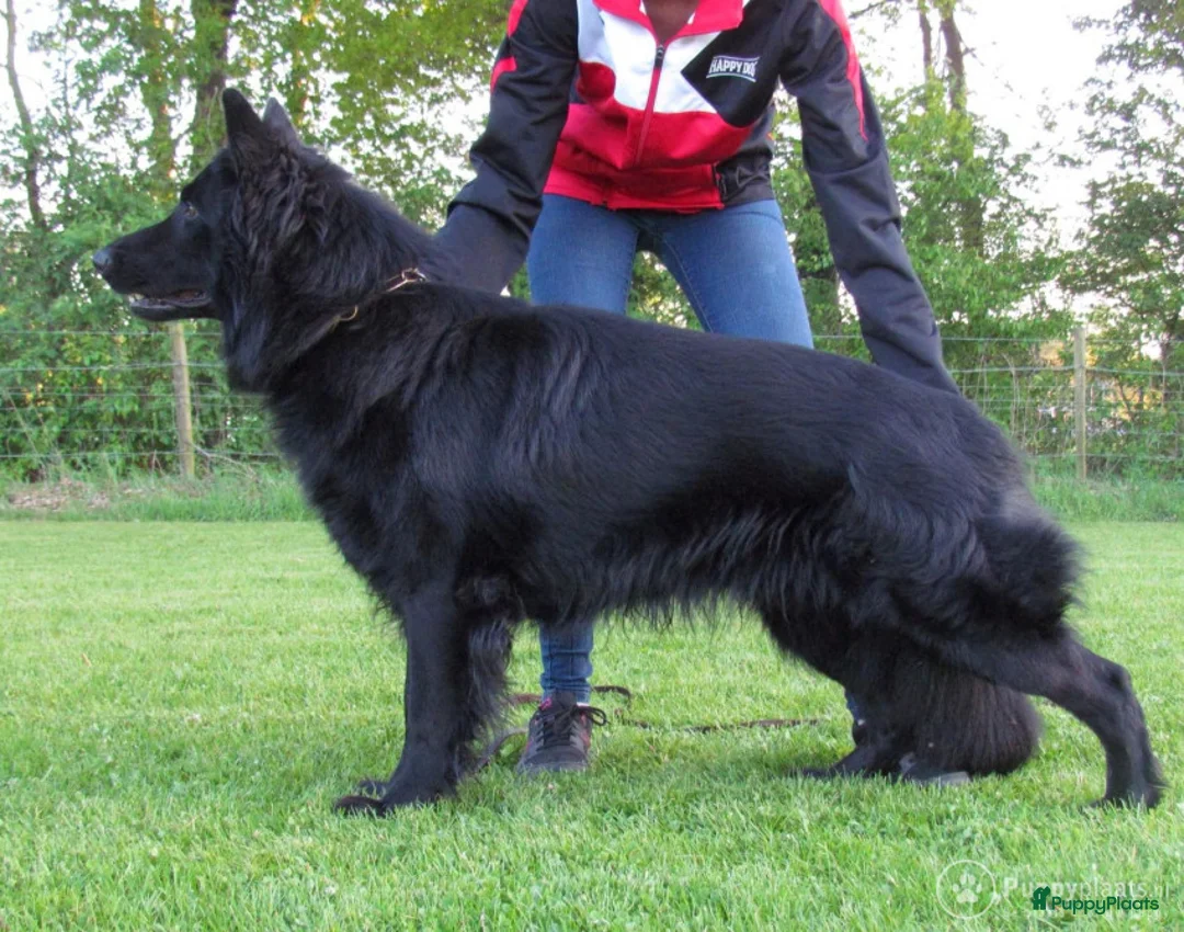 Duitse Herder honden ter dekking: Dekreu in Wekerom - Advertentie 1