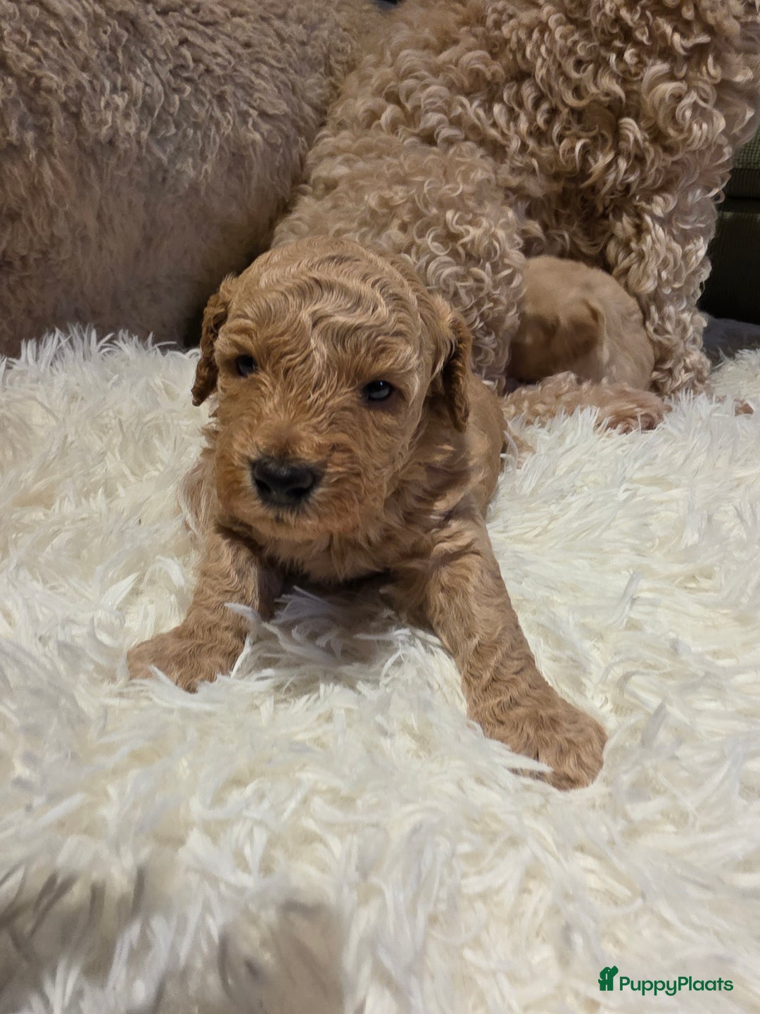 Goldendoodle honden te koop: Goldendoodle multigen middenslag reu te koop - Advertentie 6