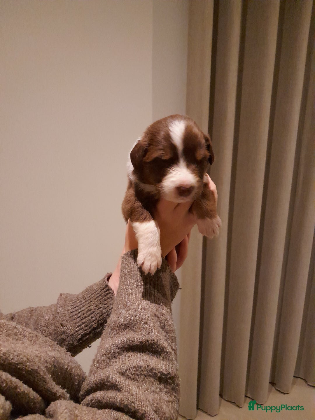 Australian Shepherd honden te koop: Lieve raszuivere australian shepherd pups  - Advertentie 30