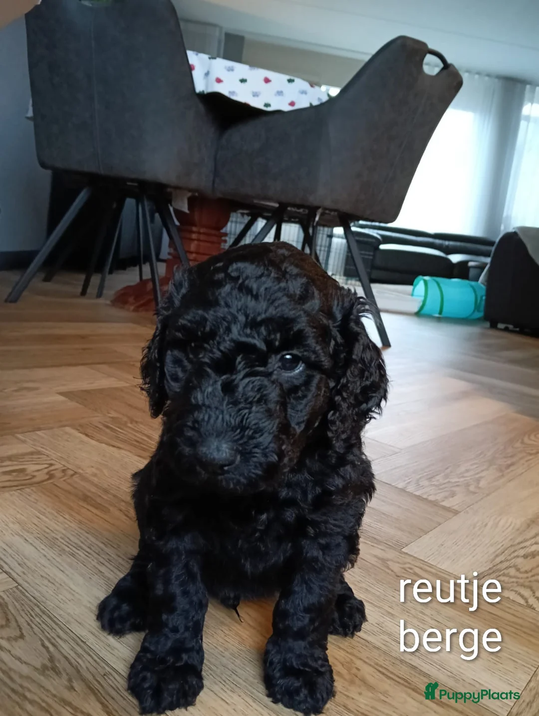 Labradoodle honden te koop: Super mooie labradoodle puppy's  - Advertentie 5