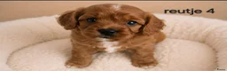 Cavapoo honden te koop: Supee mooie cavapoo pups - Advertentie 5