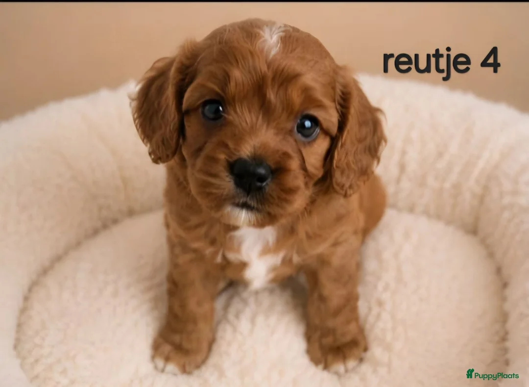 Cavapoo honden te koop: Supee mooie cavapoo pups - Advertentie 5