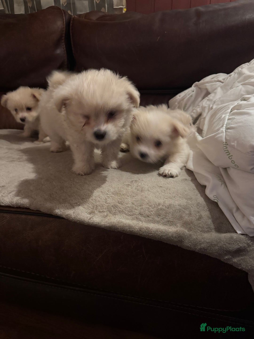 Kruising honden te koop: 7 weken oude Bichon Frise-puppy's - Advertentie 9