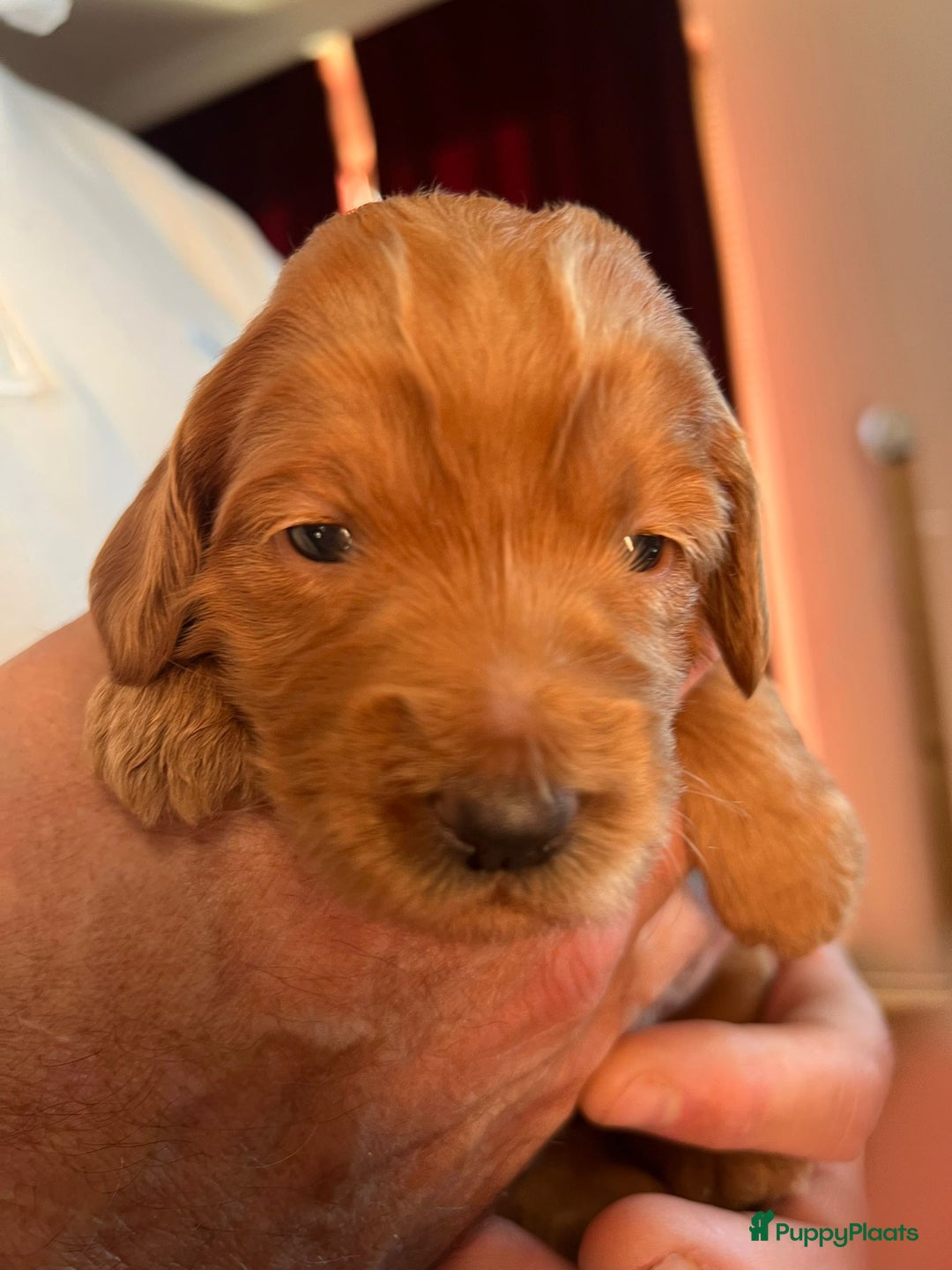 Kruising honden te koop: Labradoodle pups - Advertentie 8