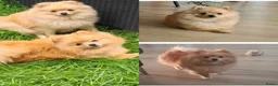 Pomeriaan honden te koop: Pomeranian, pomeriaan, dwergkees puppys te koop  - Advertentie 5