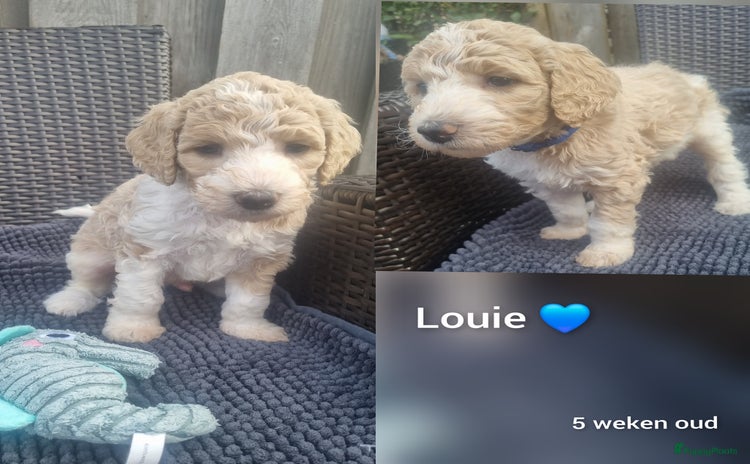 Poedel honden - Advertentie 1