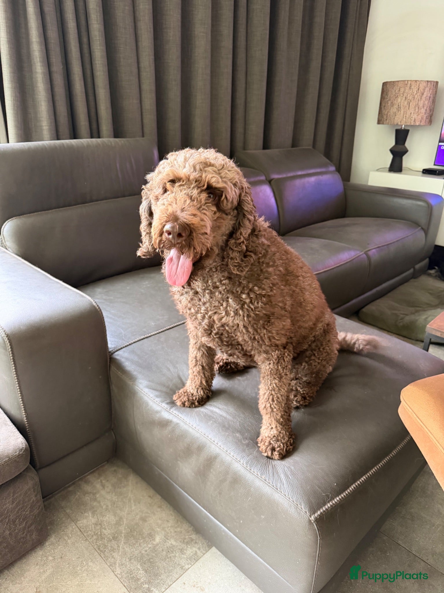 Labradoodle honden Mooie Labradoodle pups! - Advertentie 2