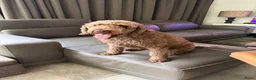 Labradoodle honden te koop: Mooie Labradoodle pups! - Advertentie 1