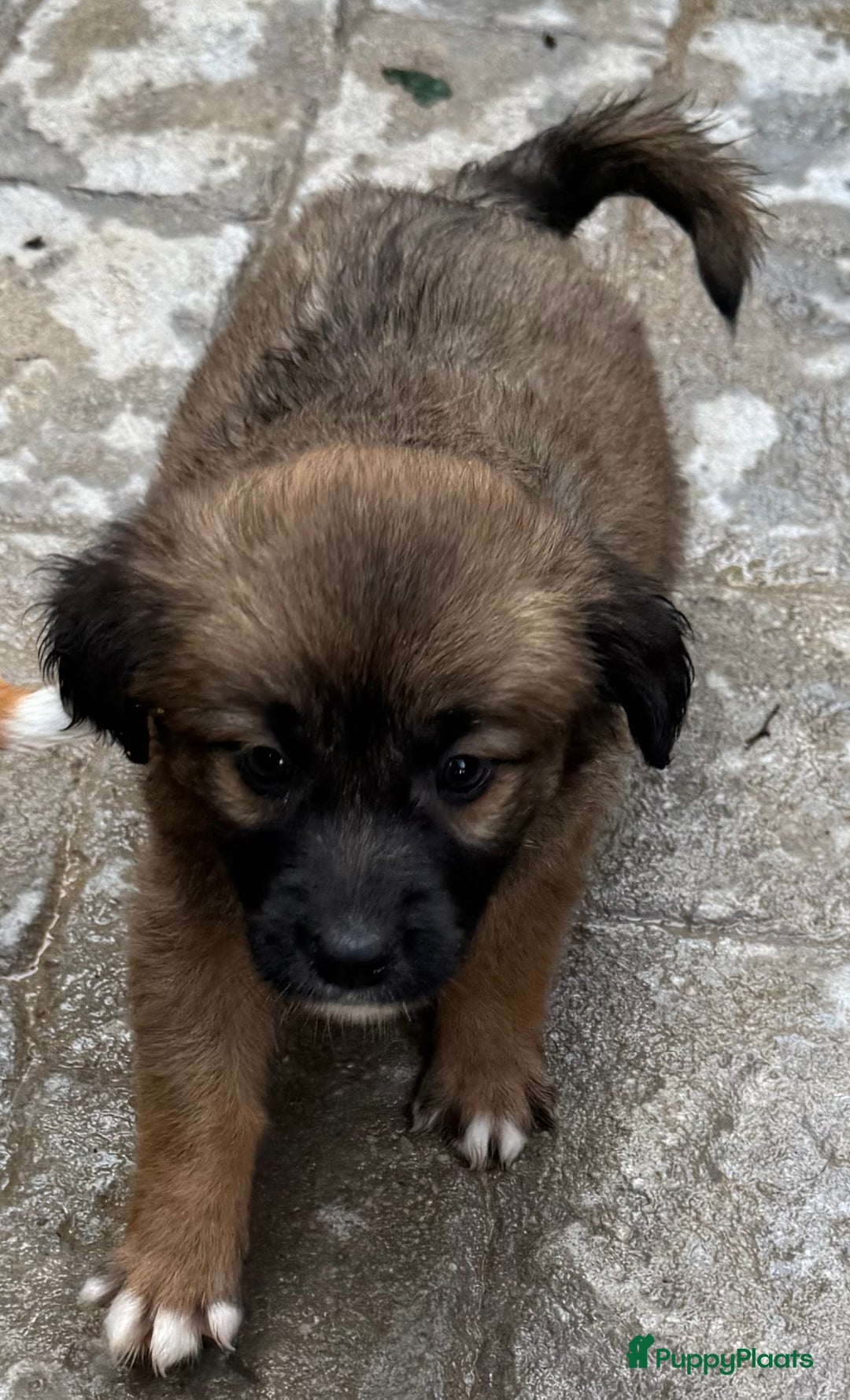 Kruising honden ter adoptie: jongen Eliot  zoekt een gouden mandje  - Advertentie 7