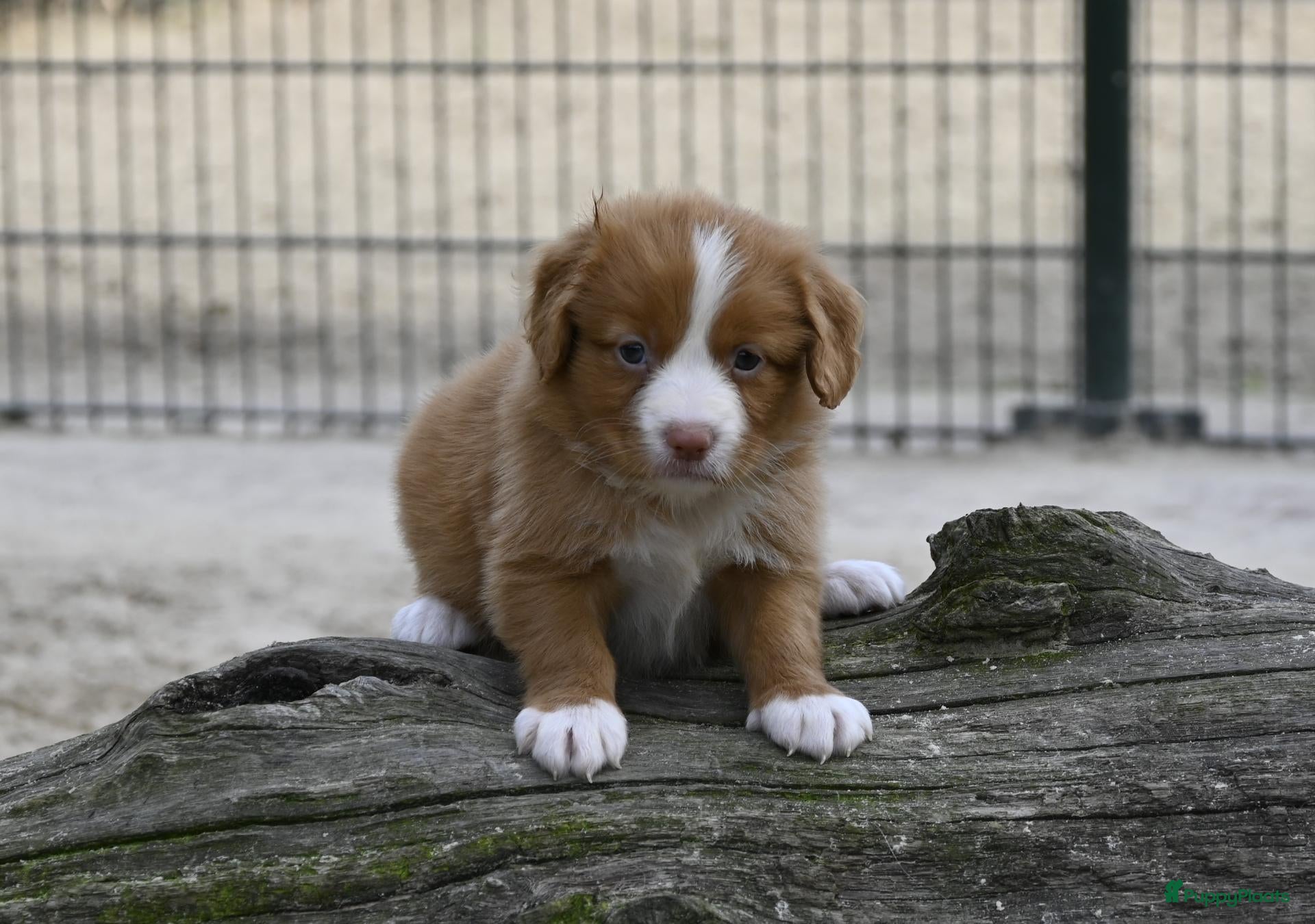 Nova Scotia Duck Tolling Retriever honden Nova Scotia Duck Tolling Retriever pups # Toller - Advertentie 2