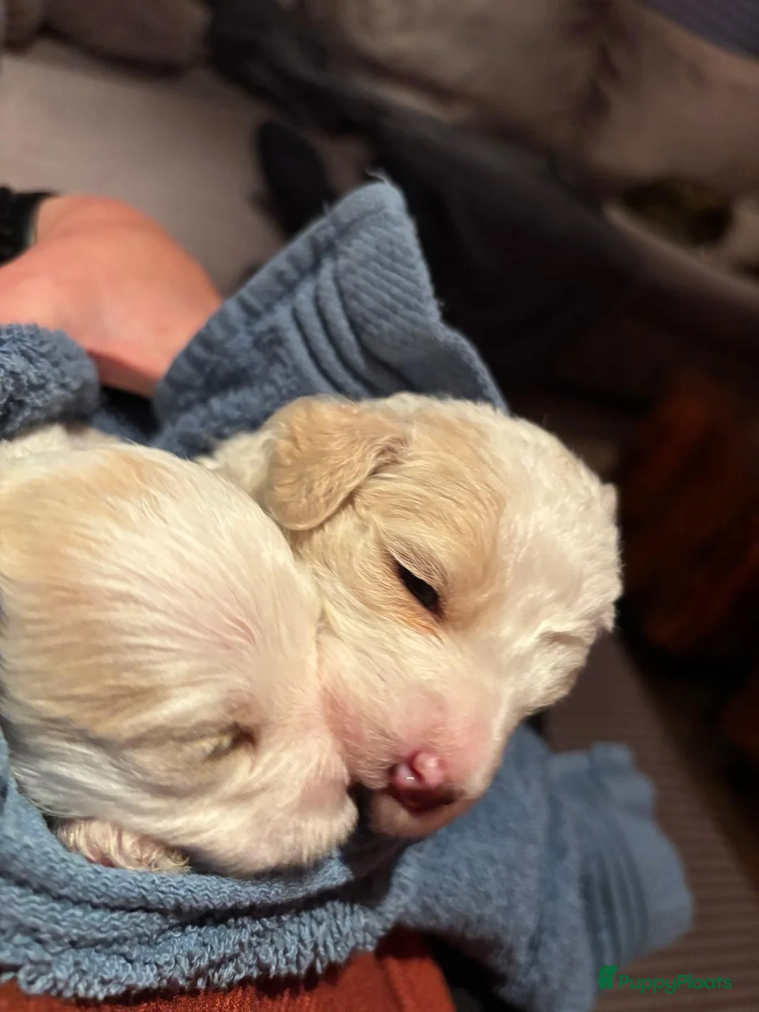 Kruising honden te koop: Maltipoo x Shih Tzu puppies - Advertentie 8
