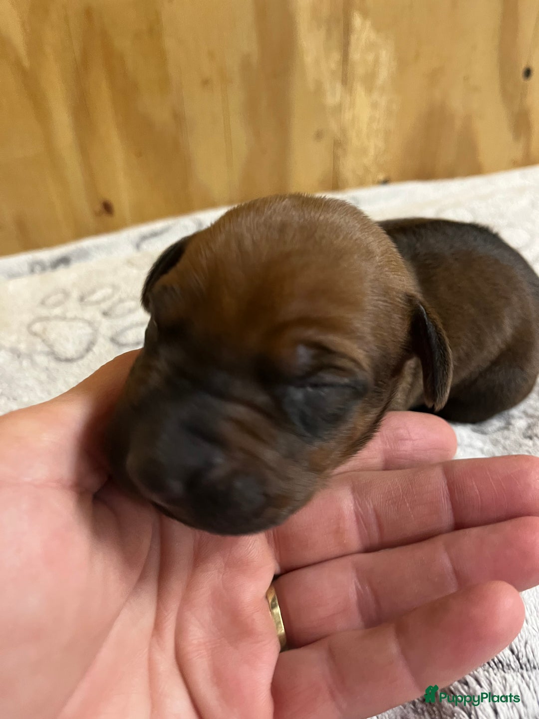 Rhodesian Ridgeback honden te koop: Rhodesian Ridgeback 7 reutjes geboren - Advertentie 17