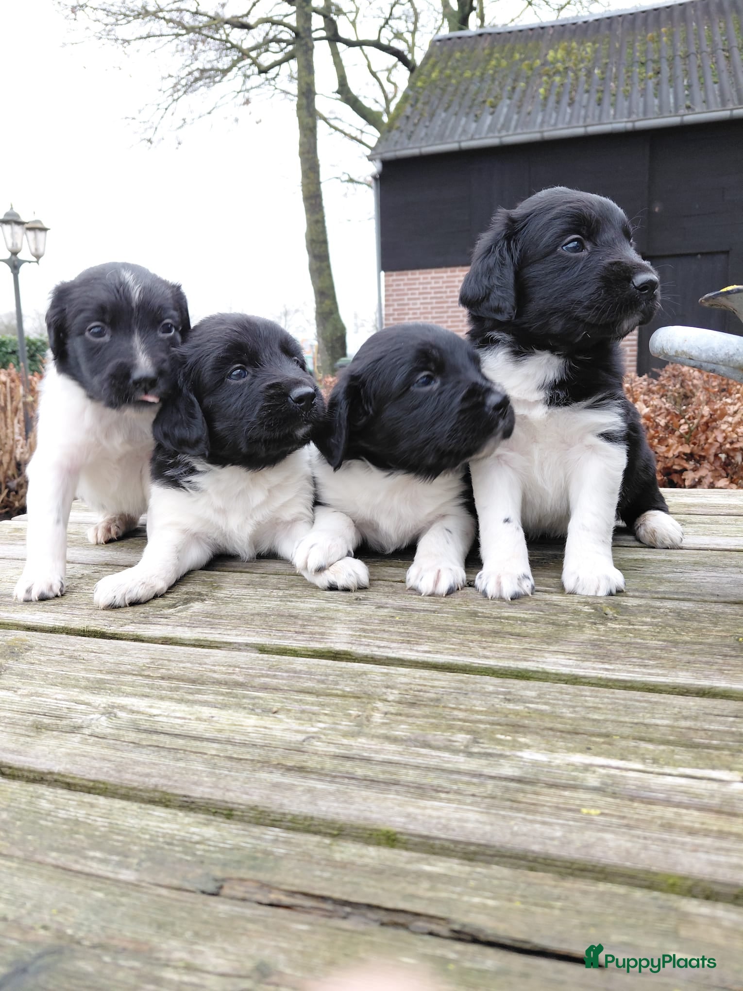 Friese Stabij honden Mooie Friese Stabij pups - Advertentie 1