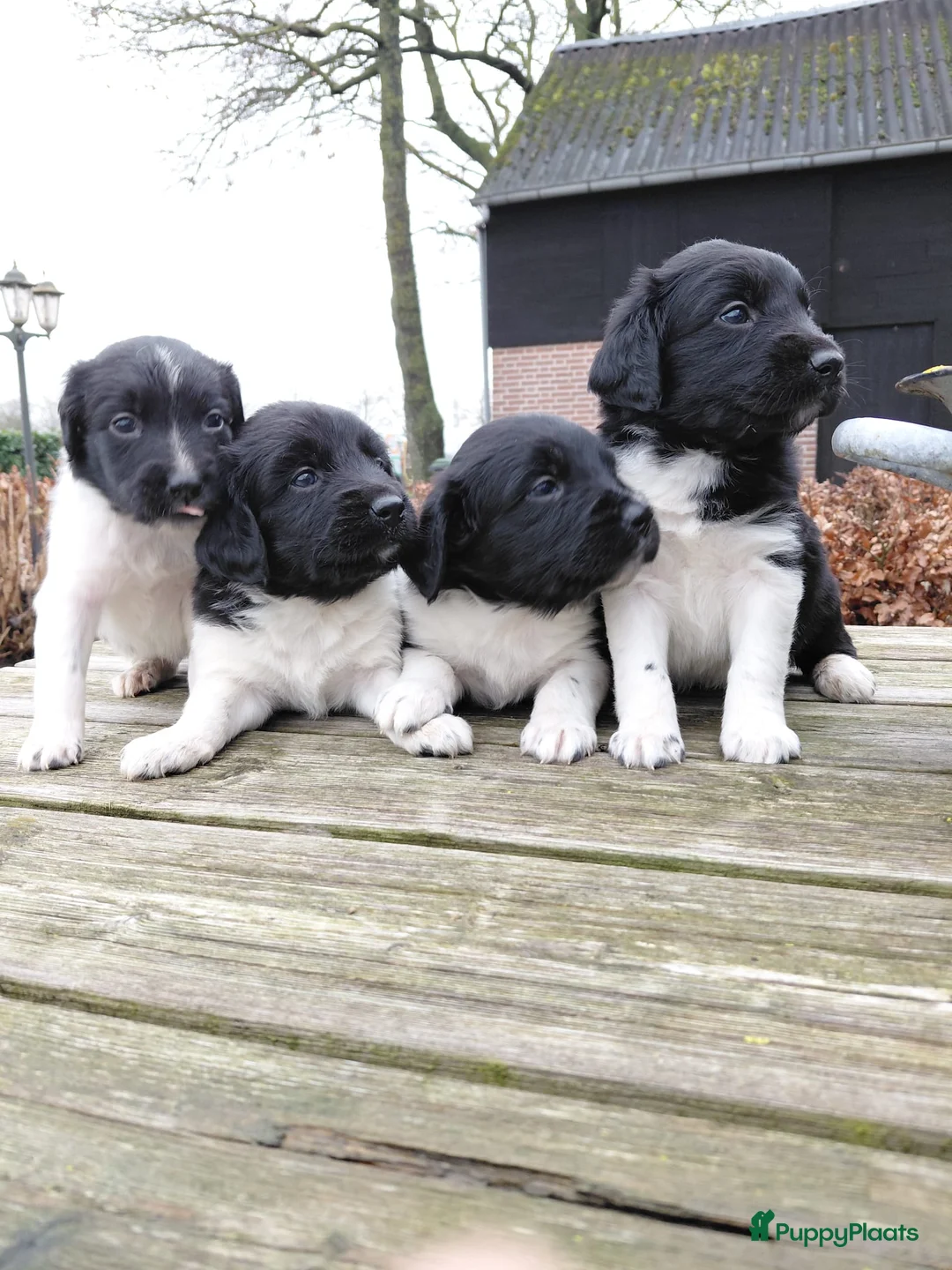 Friese Stabij honden te koop: Mooie Friese Stabij pups - Advertentie 1