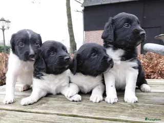 Friese Stabij honden Mooie Friese Stabij pups - Advertentie 1