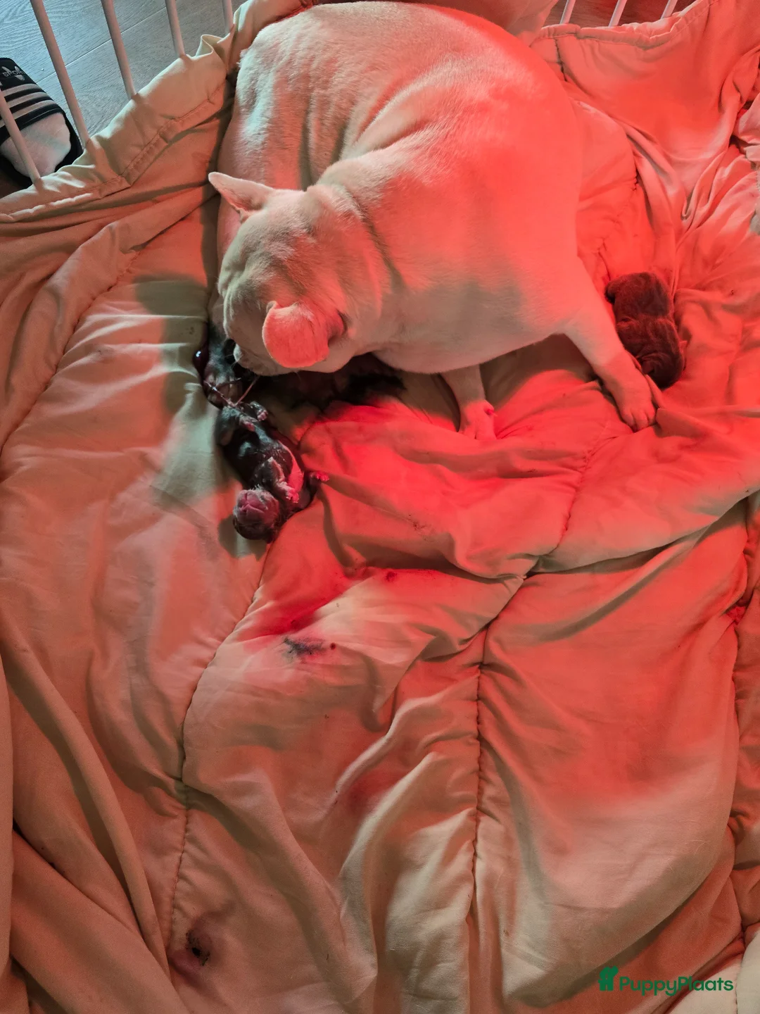 Franse Bulldog honden te koop: 8 stuks lieverds in Nibbixwoud - Advertentie 1