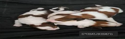 Kooikerhondje honden te koop: Schitterende.. kooikerpups ..kooikerhondje  - Advertentie 6