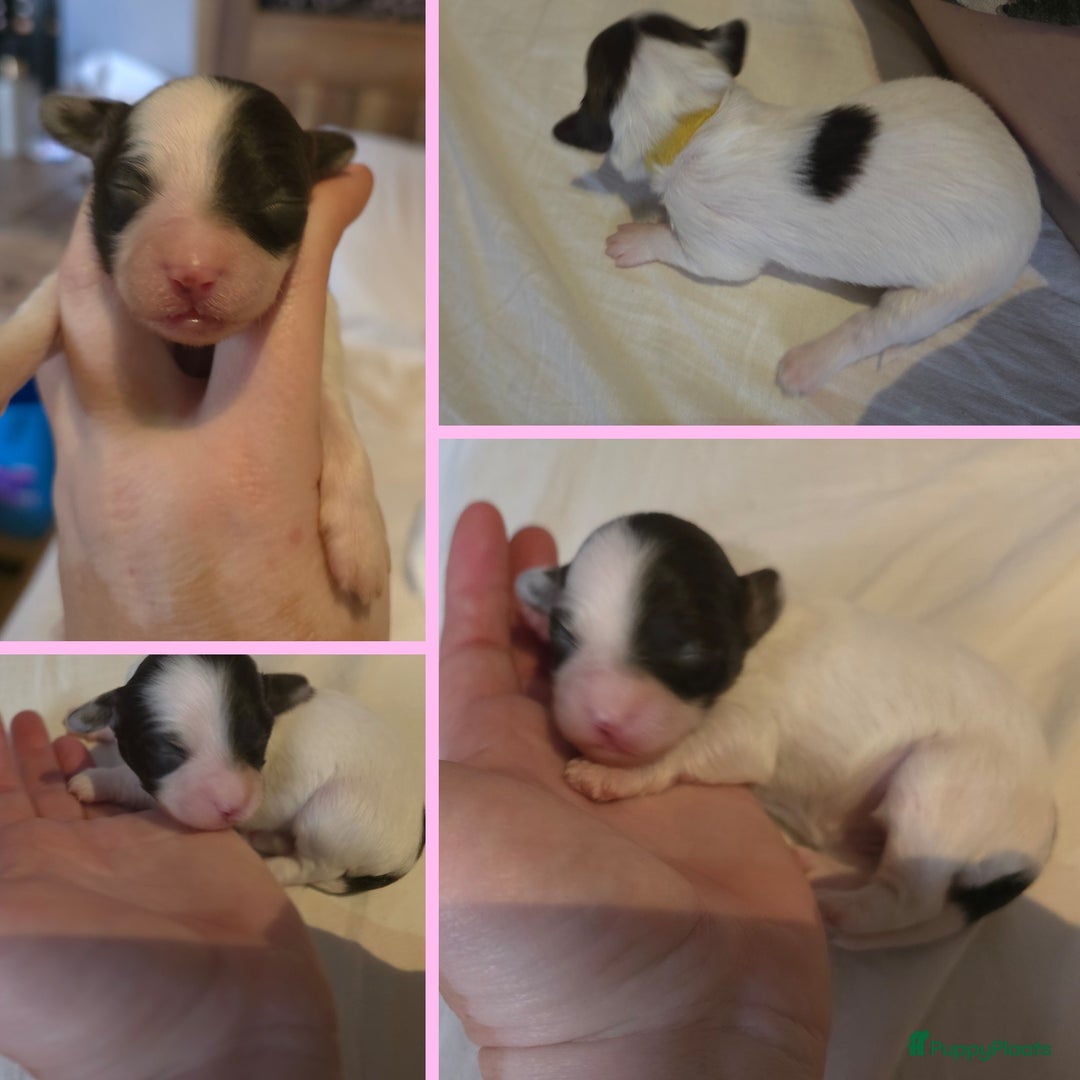 Havanezer honden te koop: Prachtige havanezer pups chocolade/wit in Weert - Afbeelding 3