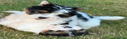 Biewer Terrier honden te koop: PuppyBiewer💗 - Advertentie 2