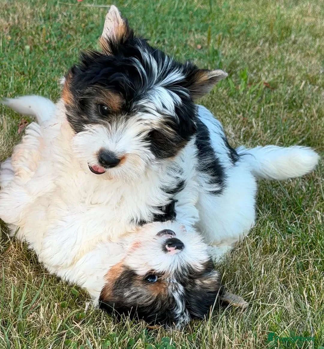 Biewer Terrier honden te koop: PuppyBiewer💗 - Advertentie 2