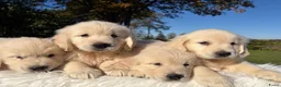 Golden Retriever honden te koop: Prachtig nestje Golden Retrievers aangeboden - Advertentie 3