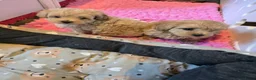 Maltipoo honden te koop: Mooie Lieve Maltipoo Maltezer / toypoedel pup - Advertentie 28