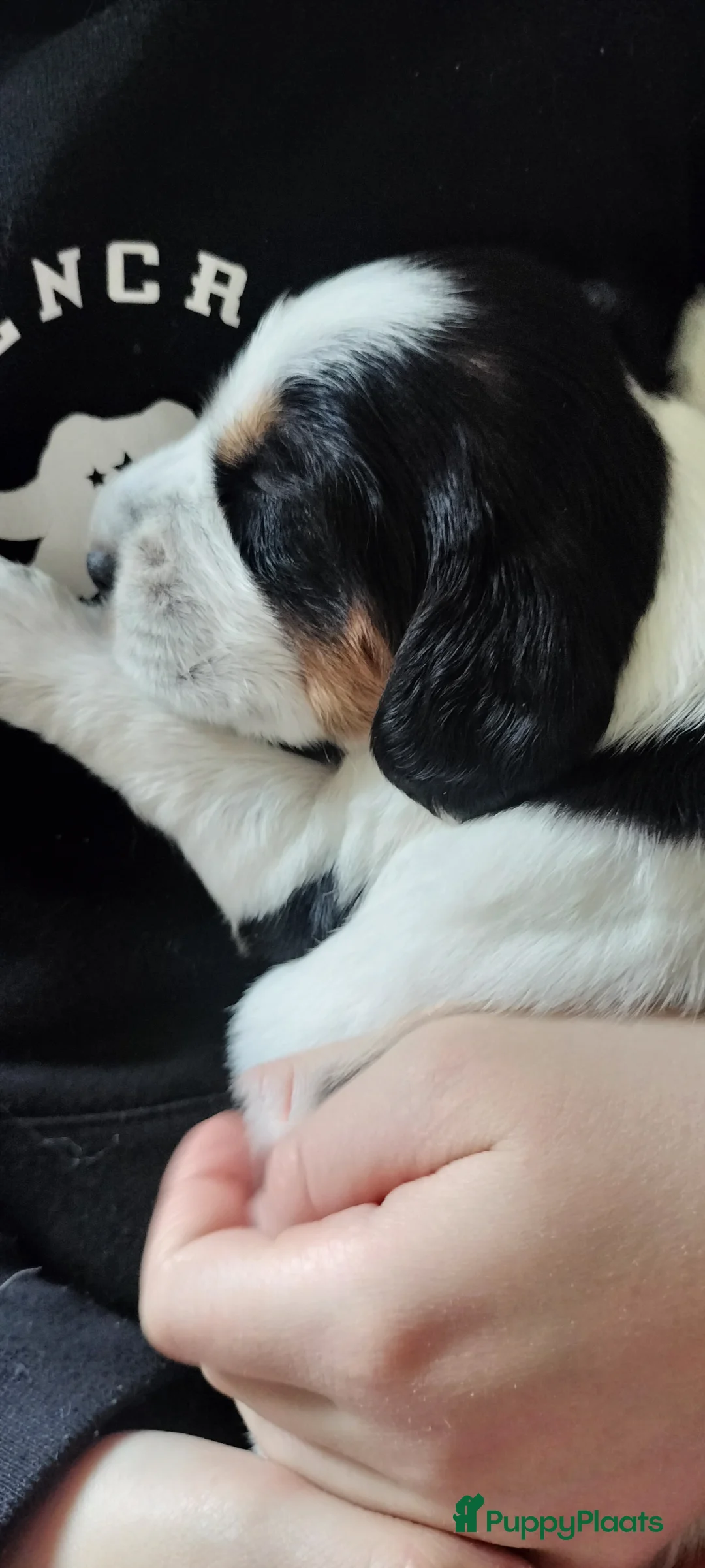 Kruising honden te koop: Tobekan pups Tibetaanse terrier x Cocker Spaniel  - Advertentie 14