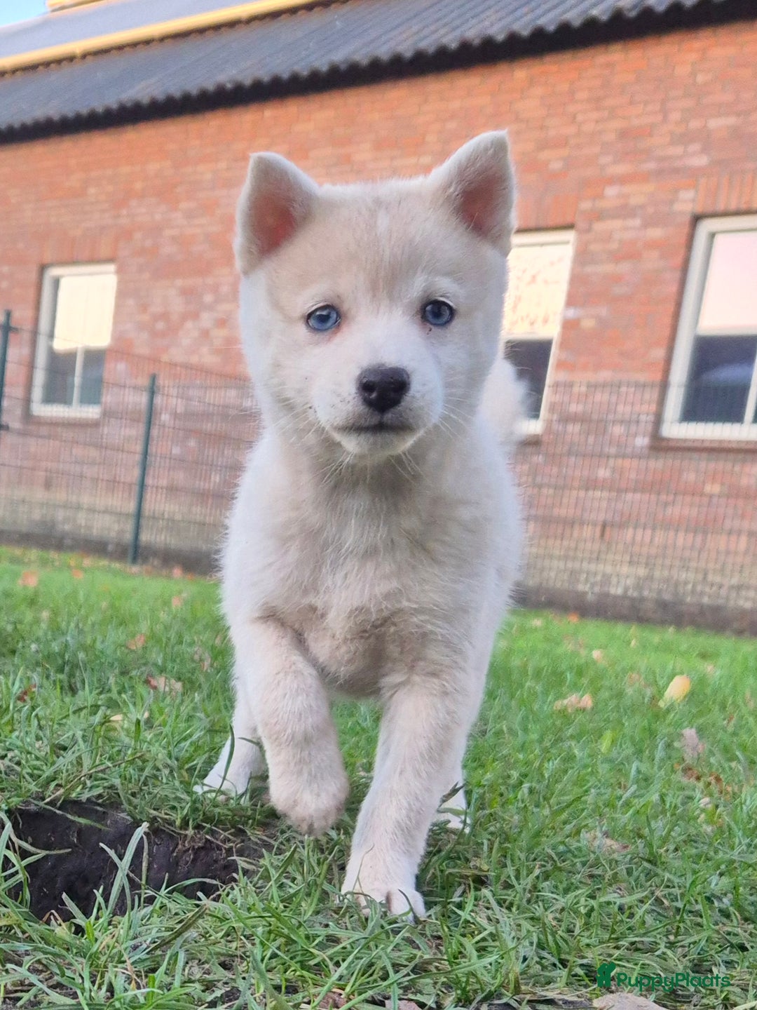 Kruising honden te koop: Pomsky x Shiba inu pups - Advertentie 5