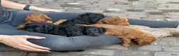 Cockapoo honden te koop: Lieve midi Cockapoo pups zoeken fijn thuis - Advertentie 14