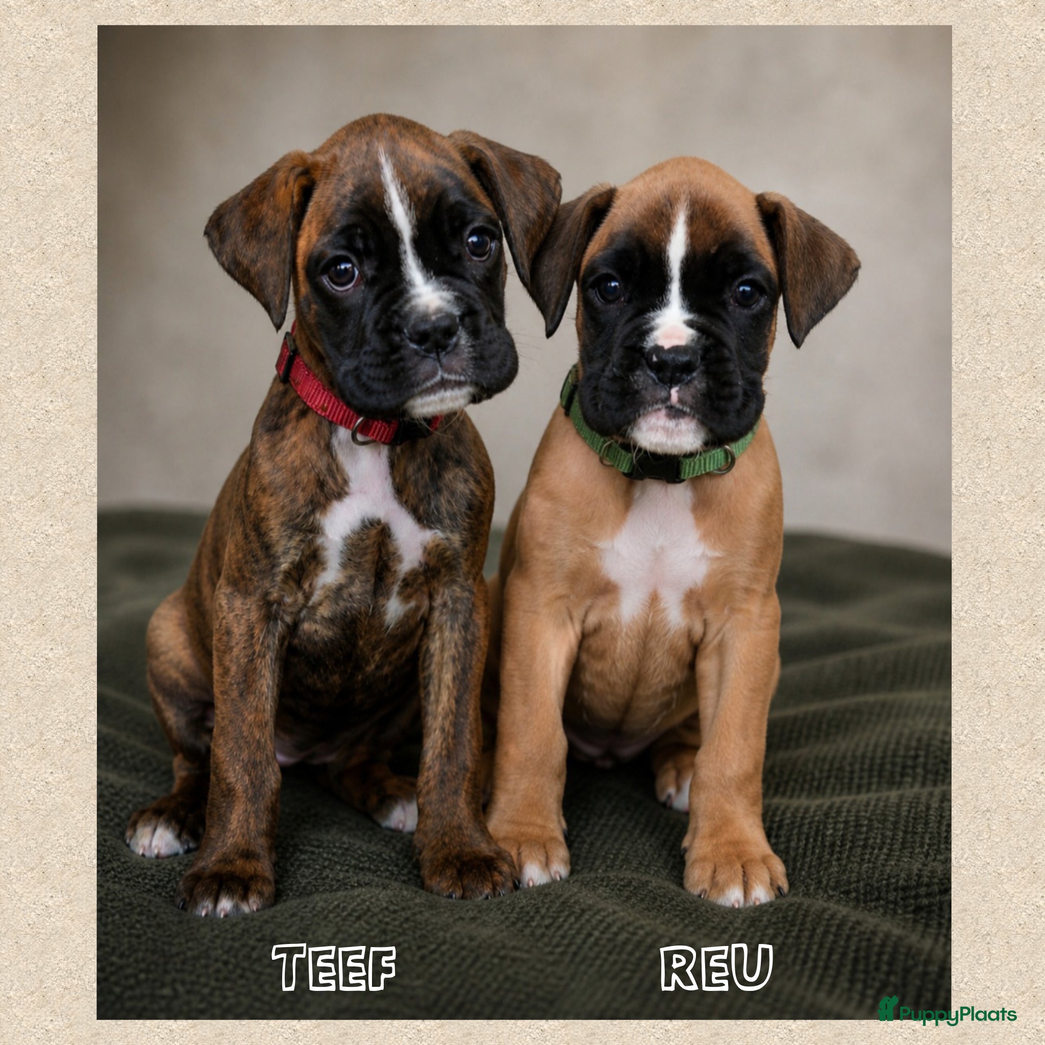 Boxer honden 2 Boxer pups mogen meteen mee! ❤️💚 - Advertentie 1