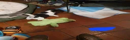 Jack Russel Terriër honden te koop: Gezonde raszuiver gefokt Jack Russel pups laagbeen - Advertentie 13