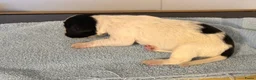 Engelse Springer Spaniel honden te koop: Engelse springer spaniël pups FCI stamboom - Advertentie 2
