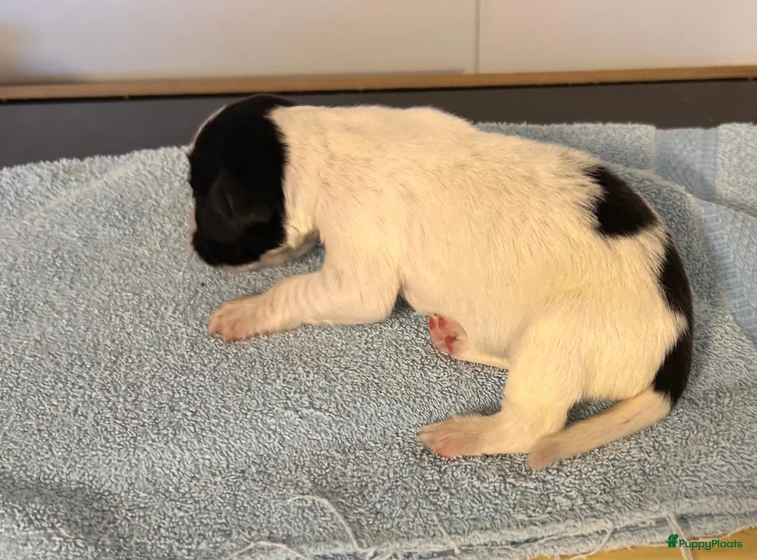 Engelse Springer Spaniel honden te koop: Engelse springer spaniël pups FCI stamboom - Advertentie 2