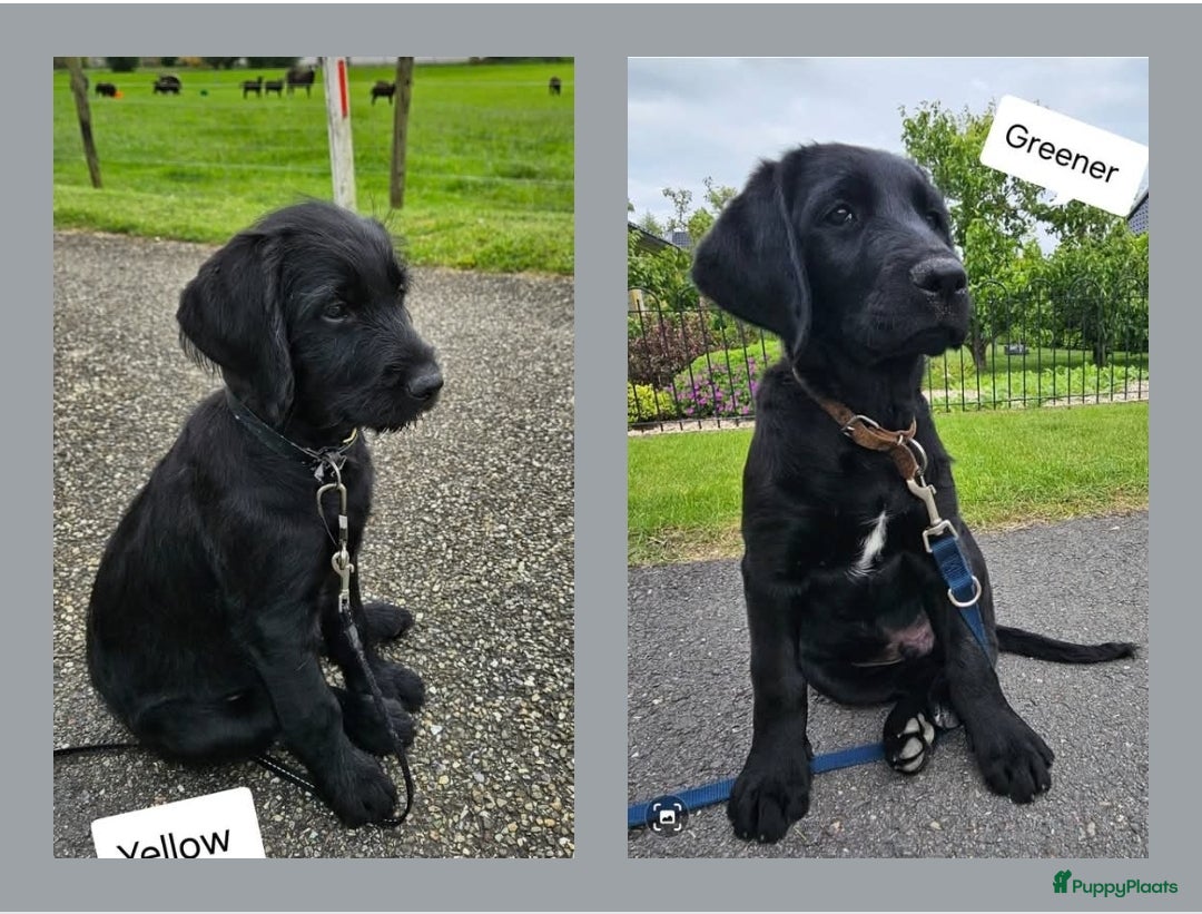 Labradoodle honden Wie wilt ons een eigen gouden mandje geven?? - Advertentie 1