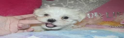 Maltezer honden te koop: Kleinblijvende Maltezer puppy reutjes  - Advertentie 4