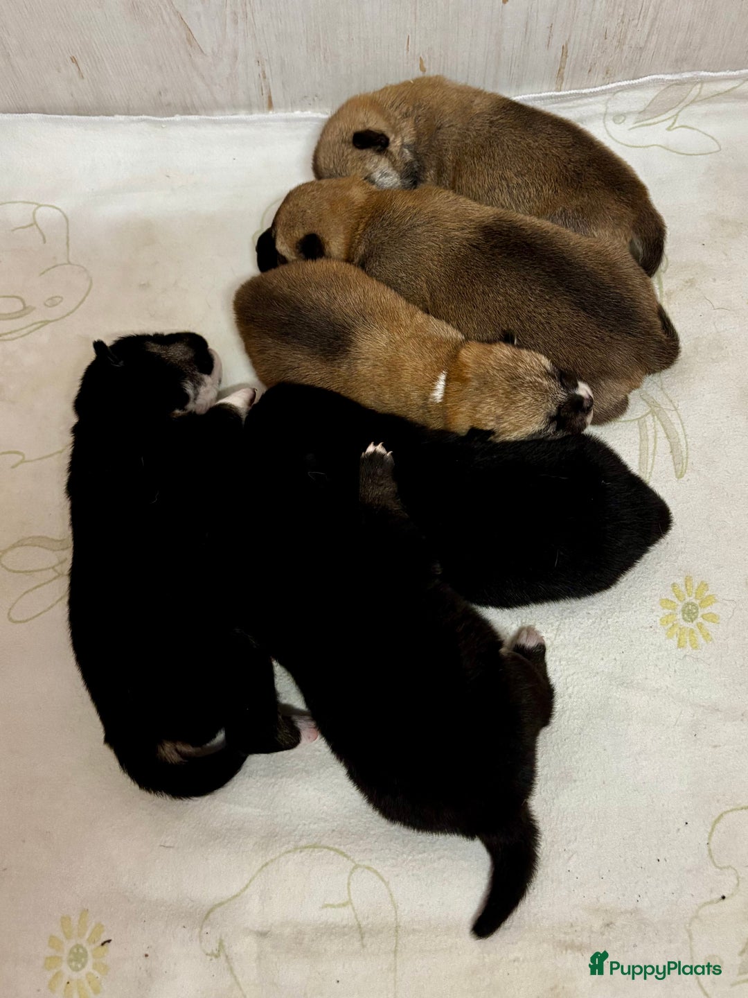 Shiba honden te koop: Shiba inu in Genk - Afbeelding 26
