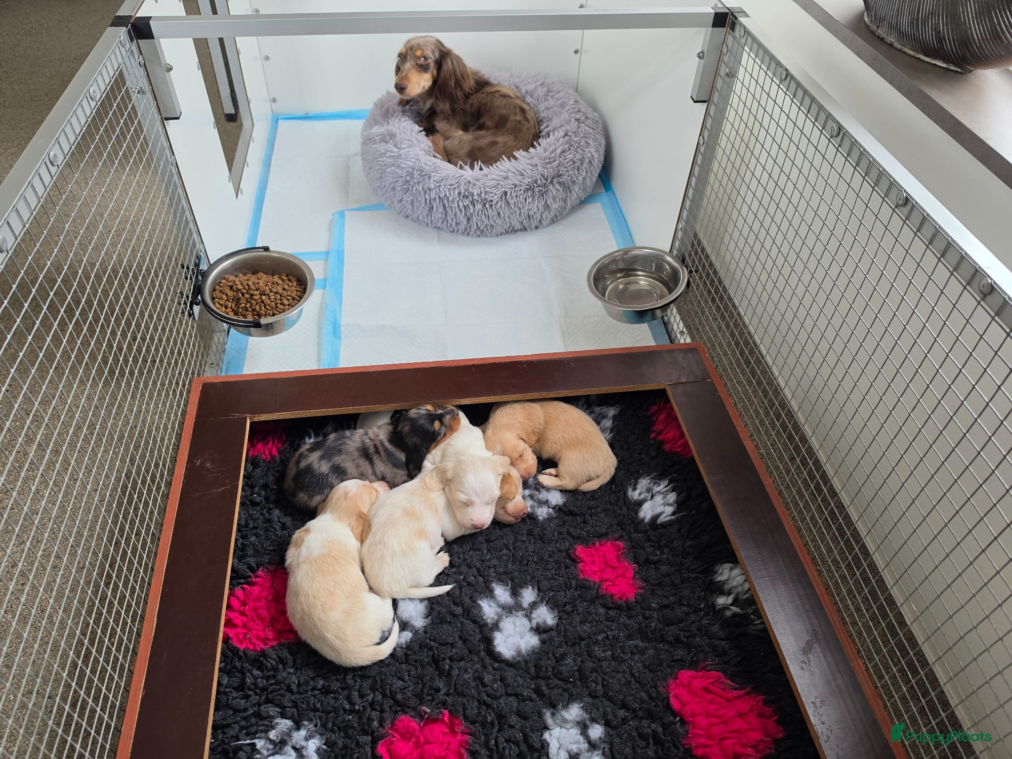 Teckel (langhaar) honden Prachtige langhaar dwerg pups geboren creame - Advertentie 5
