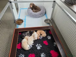 Teckel (langhaar) honden Prachtige langhaar dwerg pups geboren creame - Advertentie 5