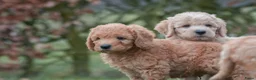 Labradoodle honden te koop: prachtige labradoodle x australian labradoodle - Advertentie 1