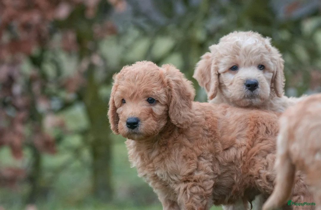 Labradoodle honden te koop: prachtige labradoodle x australian labradoodle - Advertentie 1