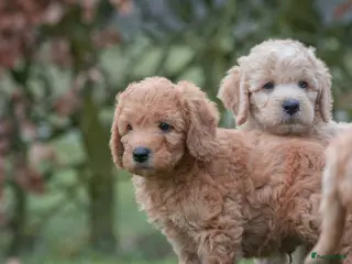 Labradoodle honden prachtige labradoodle x australian labradoodle - Advertentie 1
