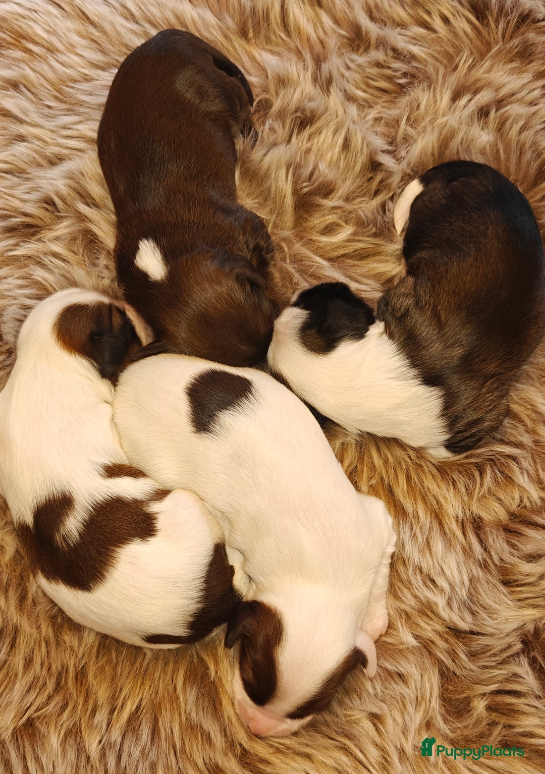 Tibetaanse Terriër honden te koop: Tibetaanse Terriërs  - Advertentie 10