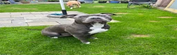American Staffordshire Terriër honden te koop: American Staffordshire Terrier 9 gezonde pups - Advertentie 11