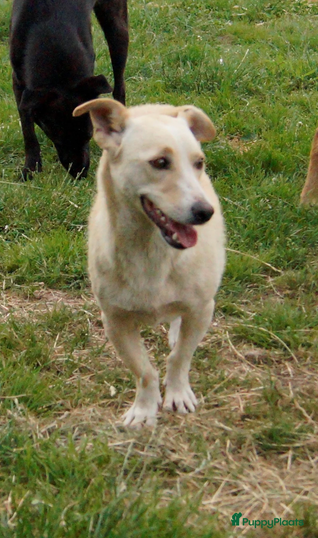 Kruising honden ter adoptie: super duo in Ridderkerk - Advertentie 14