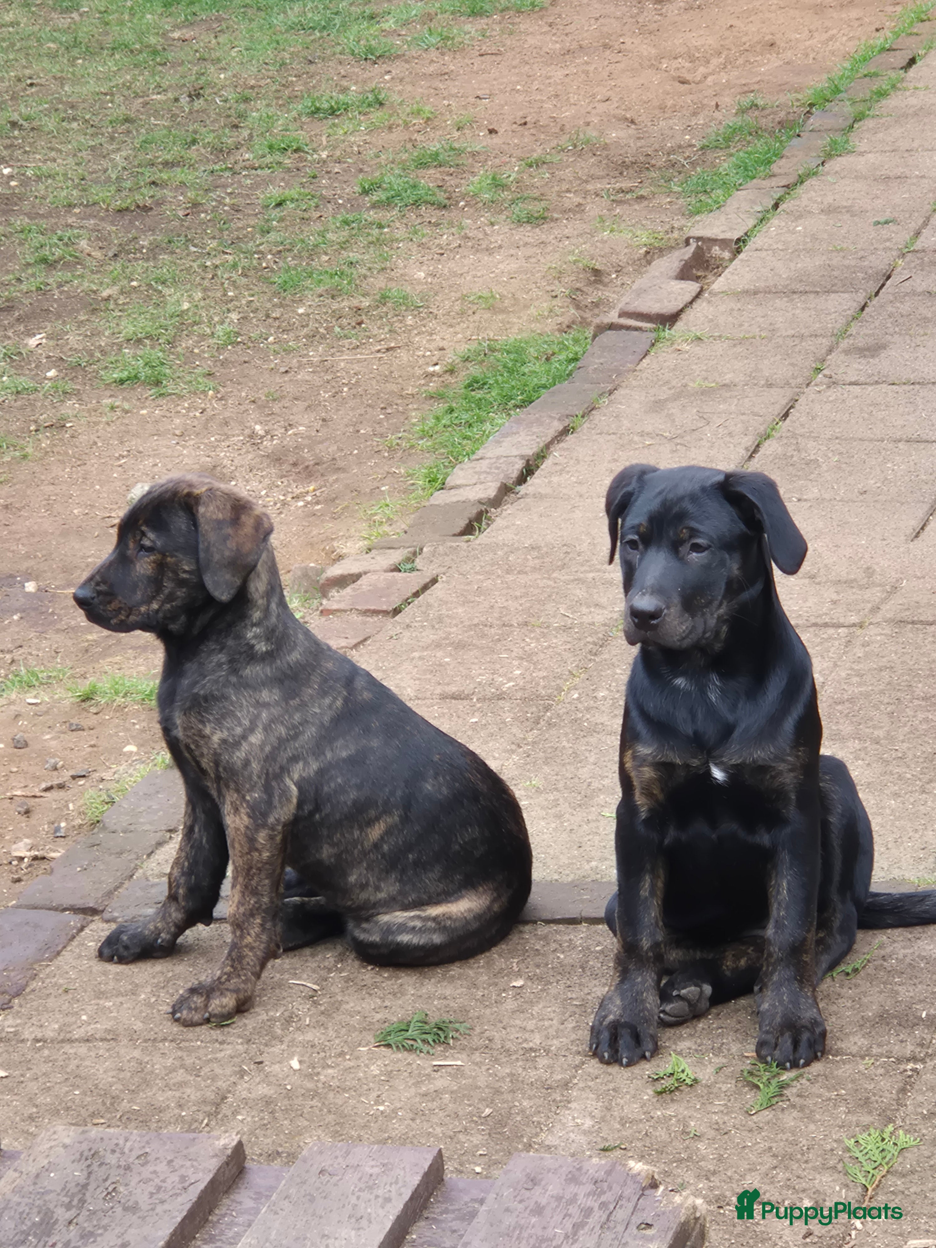 Kruising honden 1 Presa Canario puppies - Advertentie 8