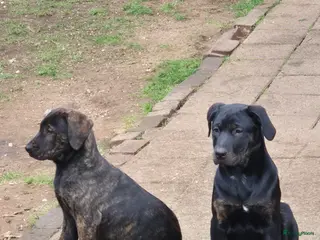 Kruising honden 1 Presa Canario puppies - Advertentie 8