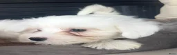 Maltezer honden te koop: Maltezer pups  - Advertentie 10