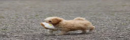 Maltipoo honden te koop: Lieve Maltipoo pups - Advertentie 5