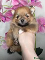 Pomeriaan Puppy 3